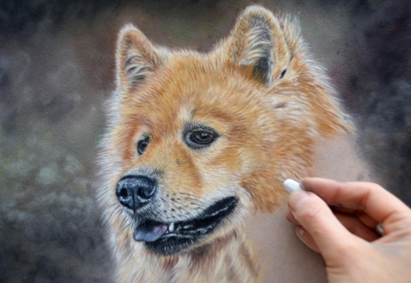 Tiere zeichnen in Softpastell auf Velourpapier